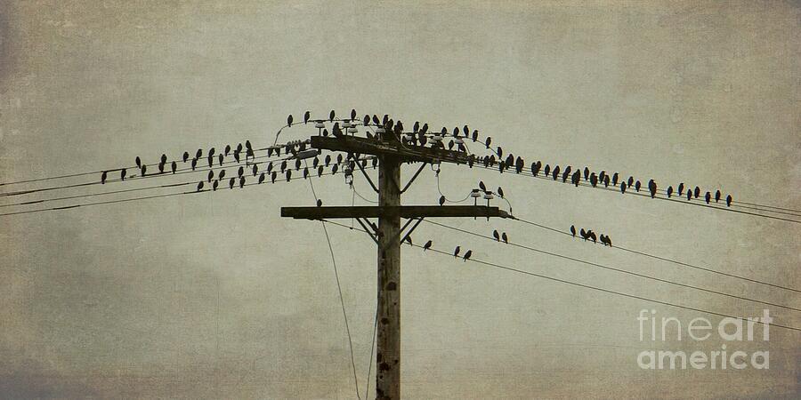 The Birds Photograph by Patricia Strand