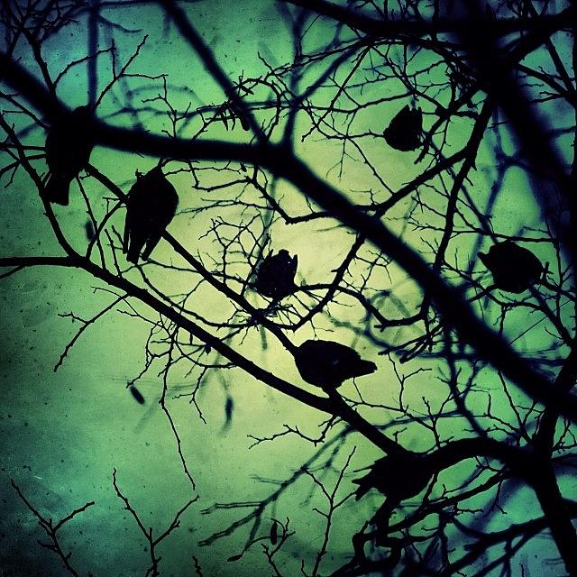 the Birds. Took This Shot Of A Photograph by Tiffany Anthony
