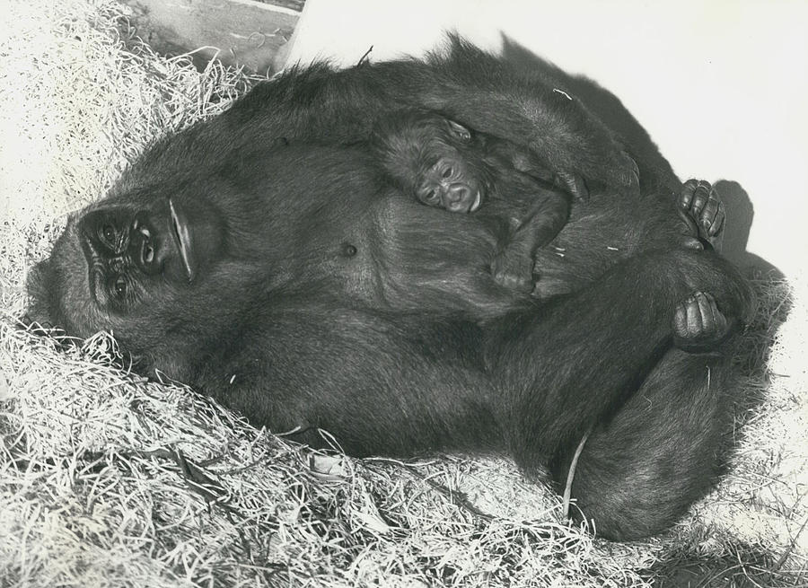 The Bising Gorilla Population Of Jersey.a New Jersey - Photograph by Retro Images Archive