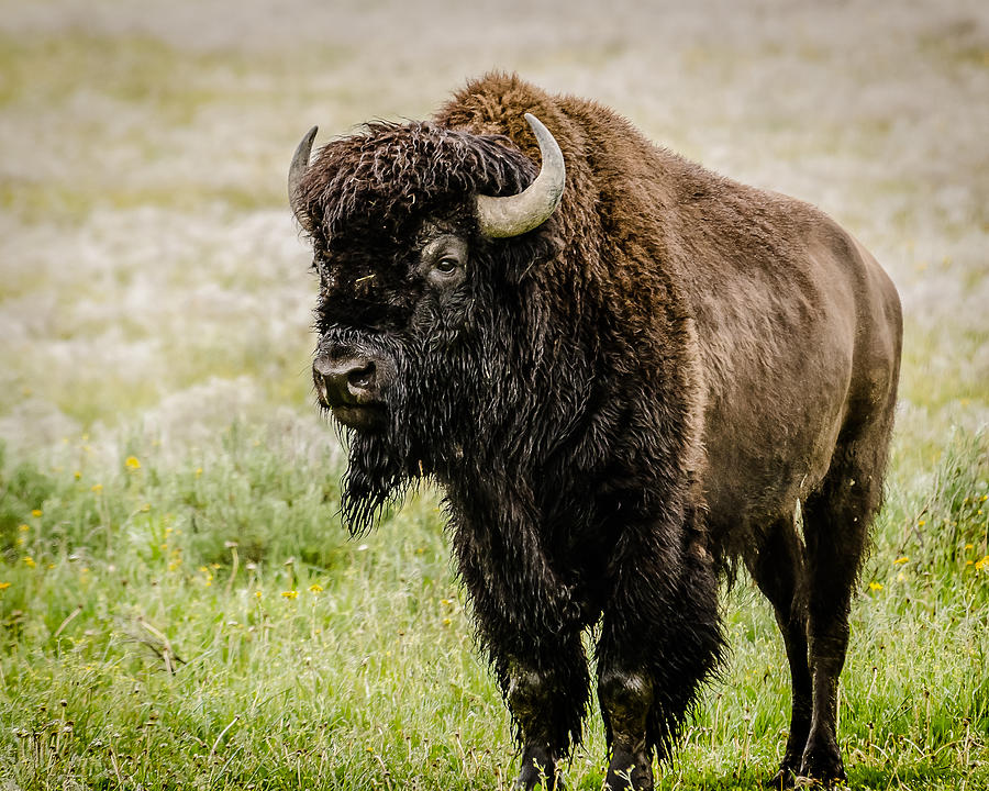 The Bison Bull Photograph by Yeates Photography