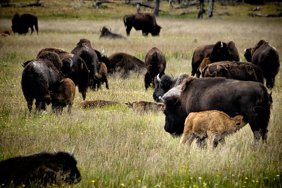 The Bison Herd Photograph by Belinda Greb