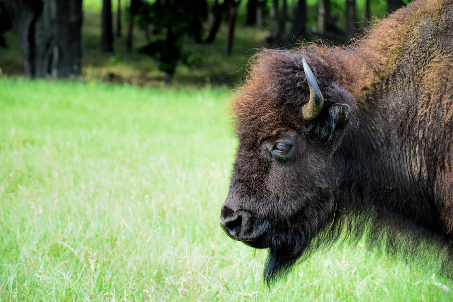 The Bison Photograph by Jeanne May