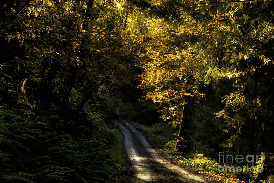 The Bit of Sun Thats Left Photograph by Belinda Greb