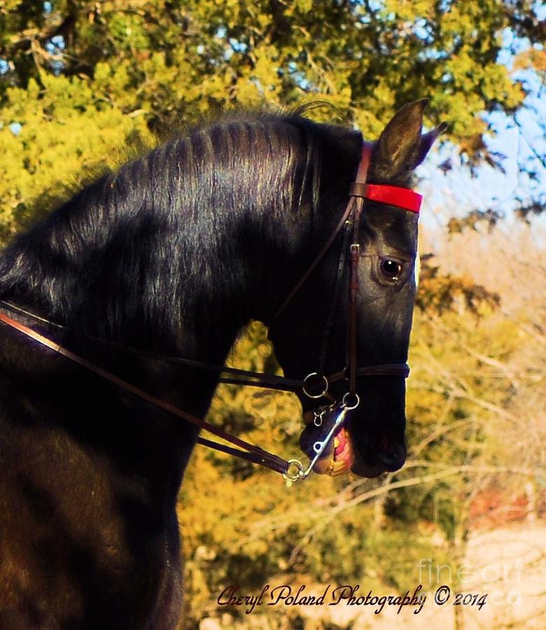 The Black American Saddlebred Photograph by Cheryl Poland - Fine Art ...