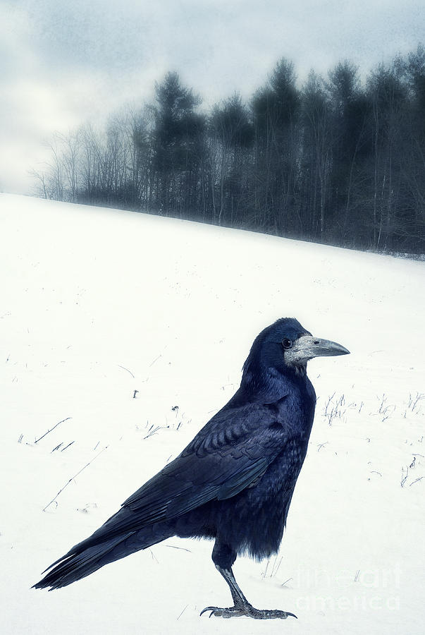Raven Photograph - The Black Crow Knows by Edward Fielding