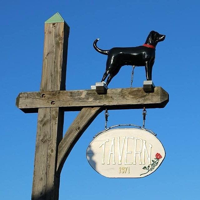 The Black Dog Tavern, Vineyard Haven Photograph by Martha Perry Morrissette