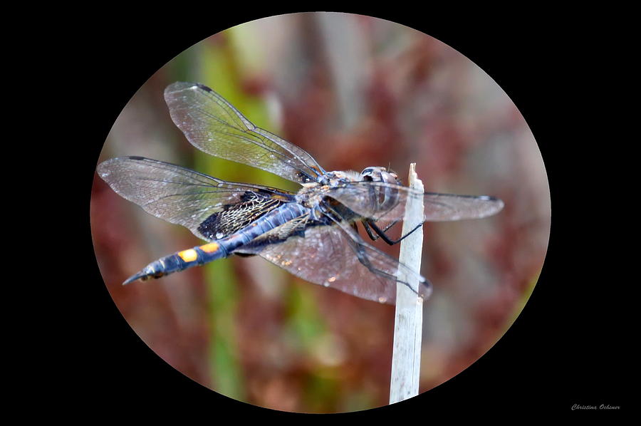 The Black Dragonfly Photograph by Christina Ochsner