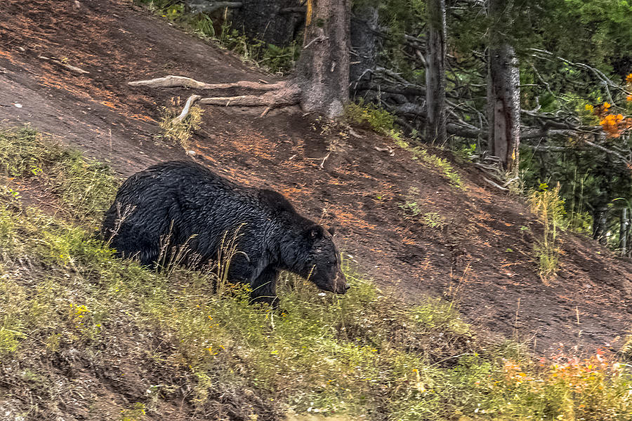The Black Grizzly Boar Photograph by Yeates Photography
