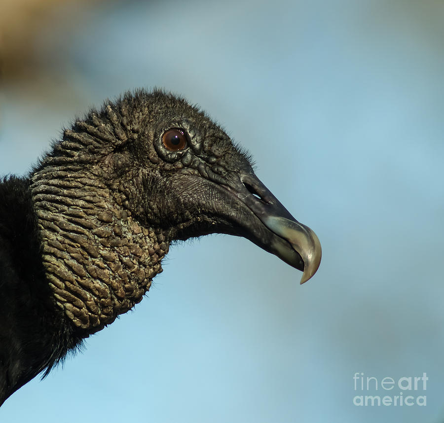 Wildlife Photograph - The Black-Headed Buzzard by Robert Frederick
