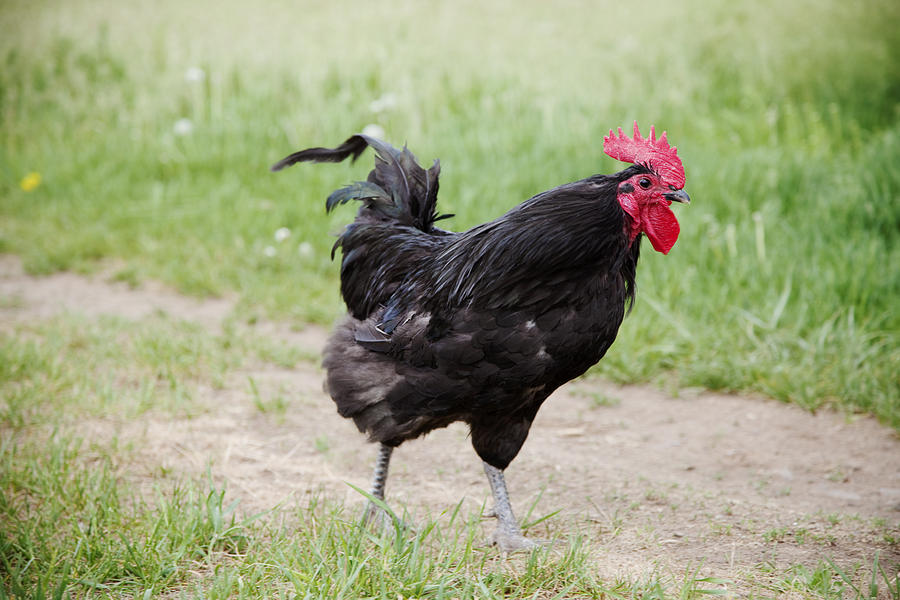 Chicken Photograph - The Black Rooster by Crystal Cox