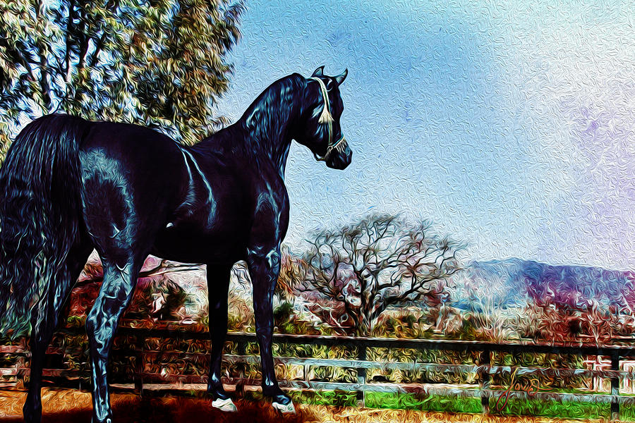 The Black Stallion Digital Art by Janice OConnor