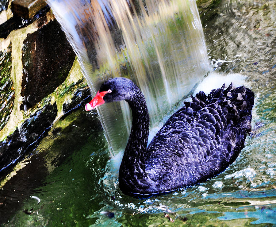 The Black Swan Photograph by Bill Cannon