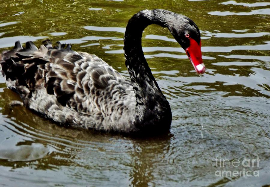 Bird Photograph - The Black Swan by Lori-Anne Fay