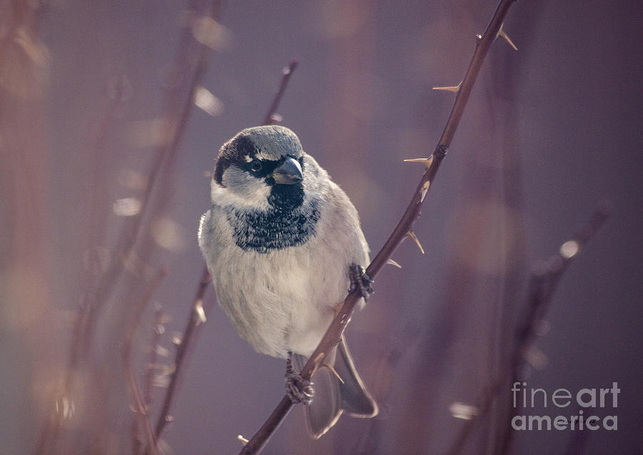 The Black Throat Sparrow Photograph by Janice Pariza