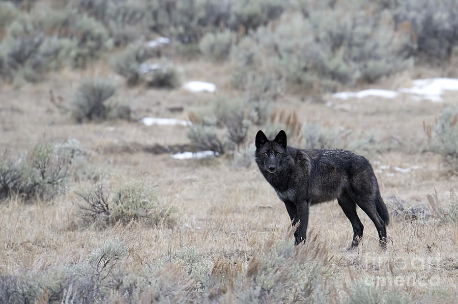 The Black Wolf Photograph by Deby Dixon