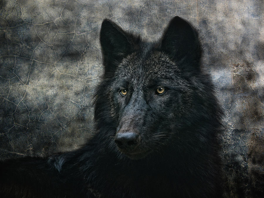 Animal Photograph - The Black Wolf by Joachim G Pinkawa