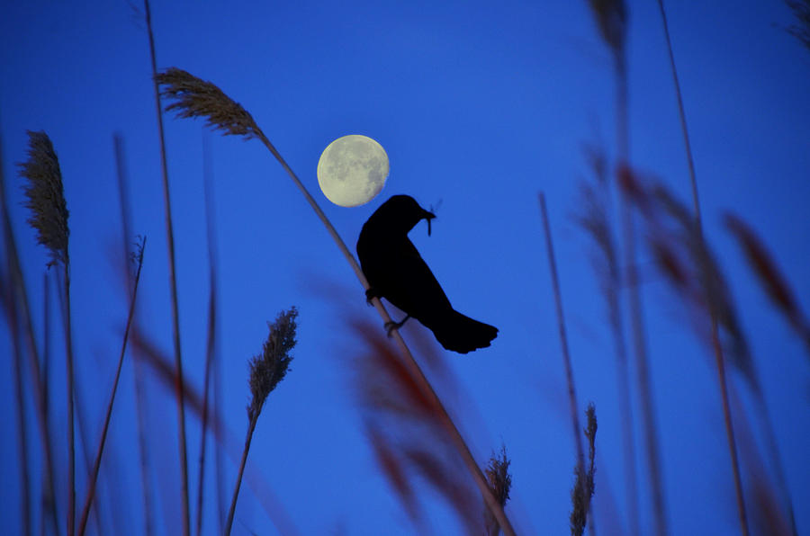 Blackbird Photograph - The Blackbird and the Moon by Bill Cannon