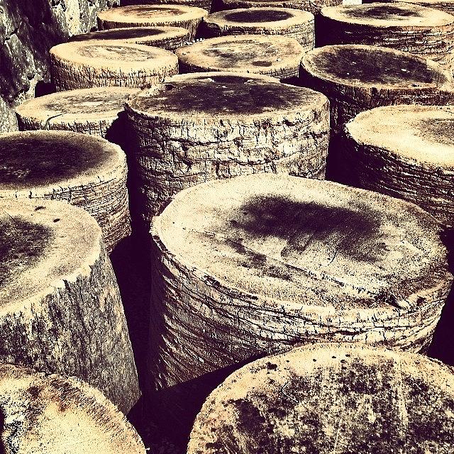 Pattern Photograph - The Blight Of The #palm Beetle. #wood by Balearic Discovery