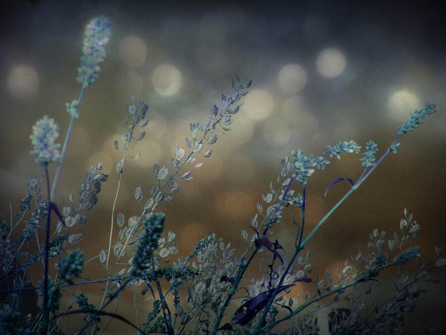 Nature Photograph - The Bling Of Blue by Gothicrow Images
