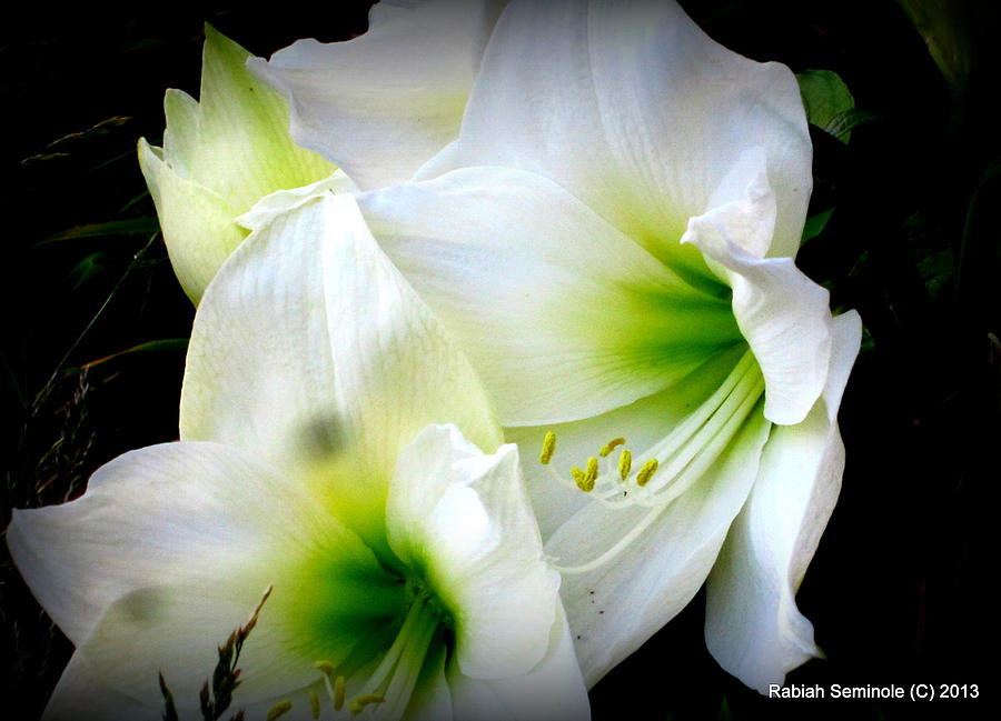 The Bloom Photograph by Rabiah Seminole