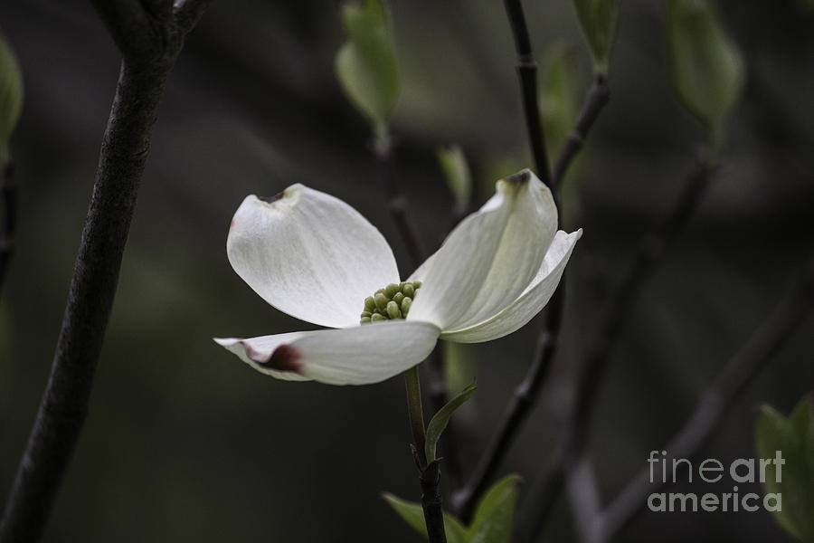 The Blossom Photograph by Arlene Carmel
