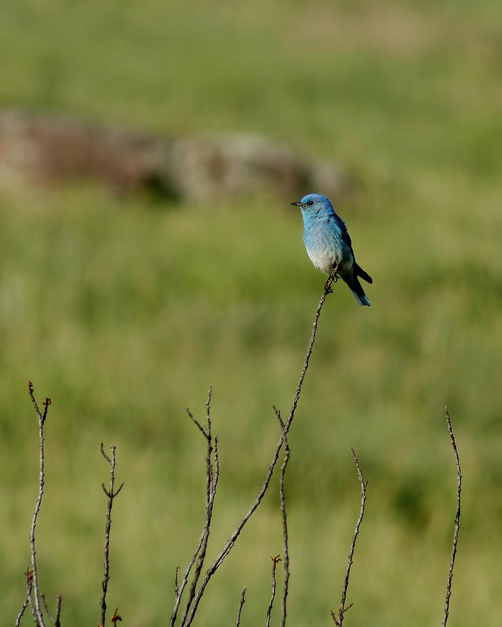 Bluebird Photograph - The Blue Bird by Ernest Echols