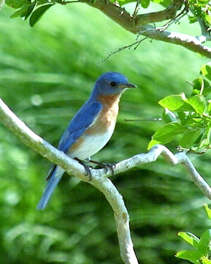 The Blue Bird Photograph by Kim Bemis