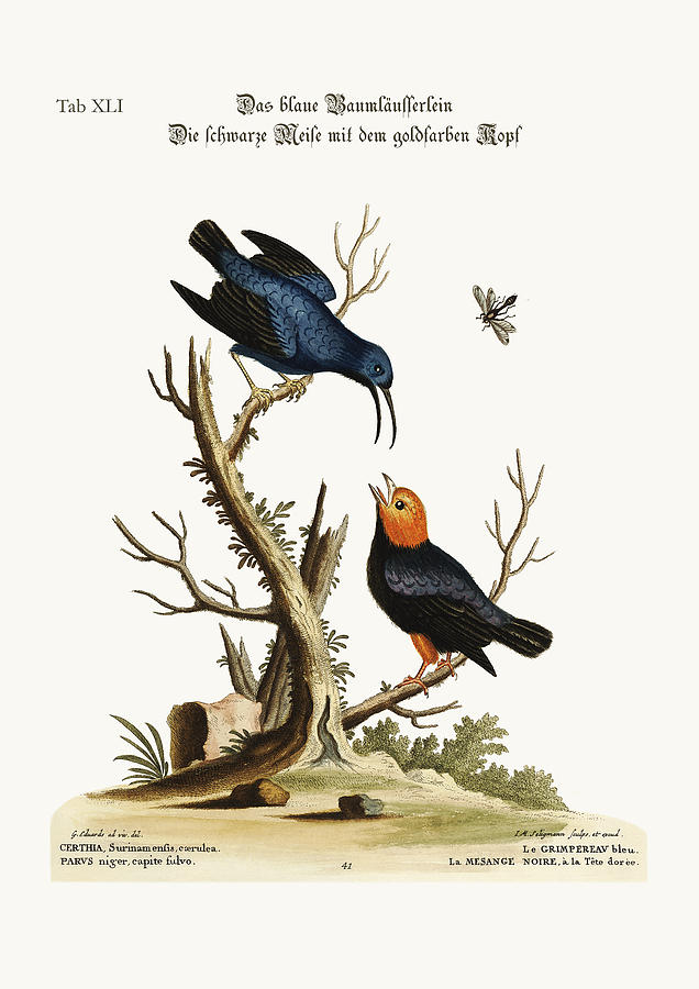 Mark Catesby Drawing - The blue Creeper. The golden-headed black Tit-mouse by Splendid Art Prints