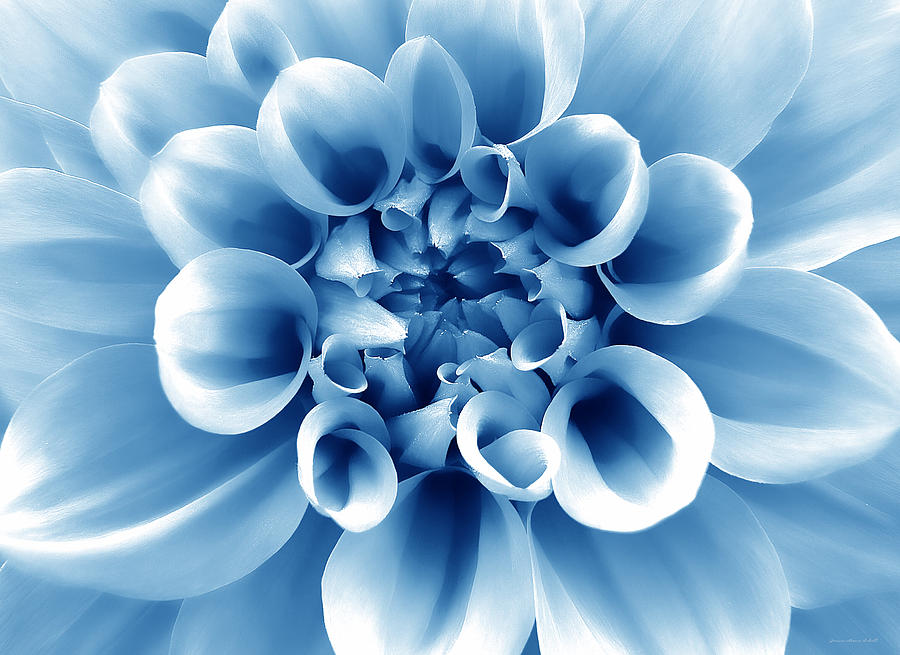 Summer Photograph - The Blue Dahlia Flower by Jennie Marie Schell
