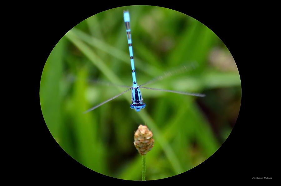 The Blue Dragonfly Photograph by Christina Ochsner