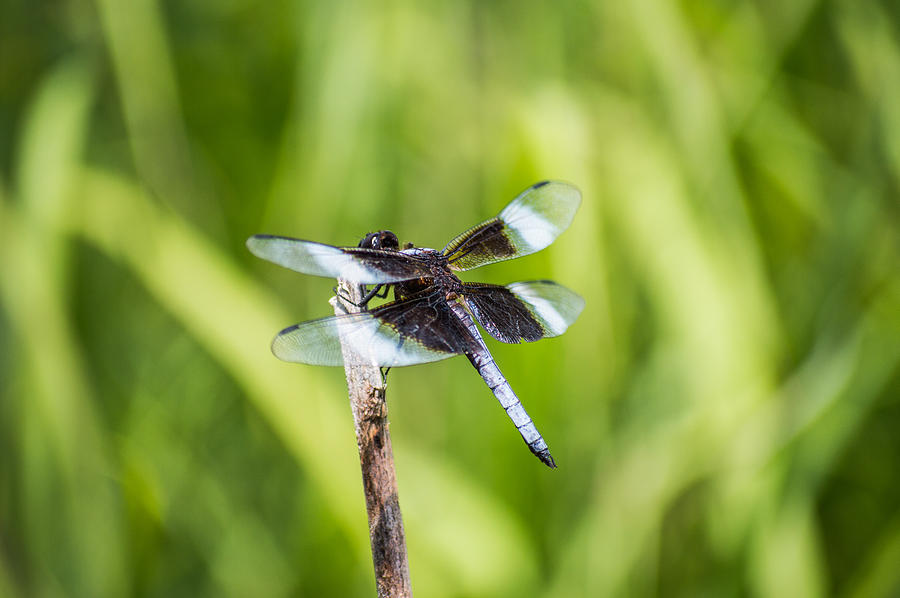 Insects Photograph - The Blue Dragonfly by Jens Larsen