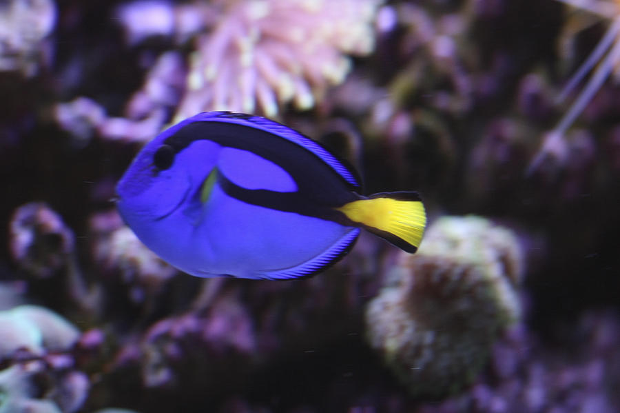 The Blue Fish Photograph by Nick Mares