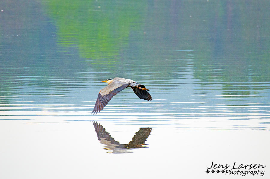 The Blue Heron Photograph by Jens Larsen