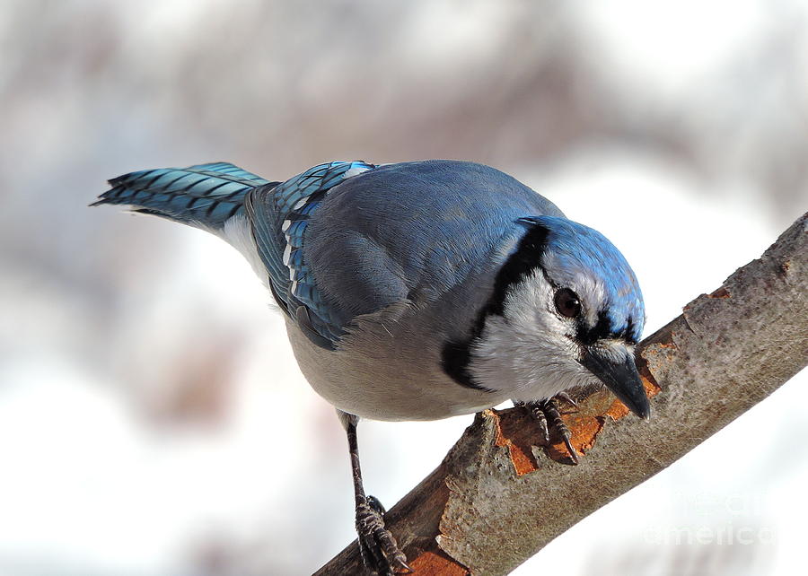 The Blue Jay Photograph by Mim White