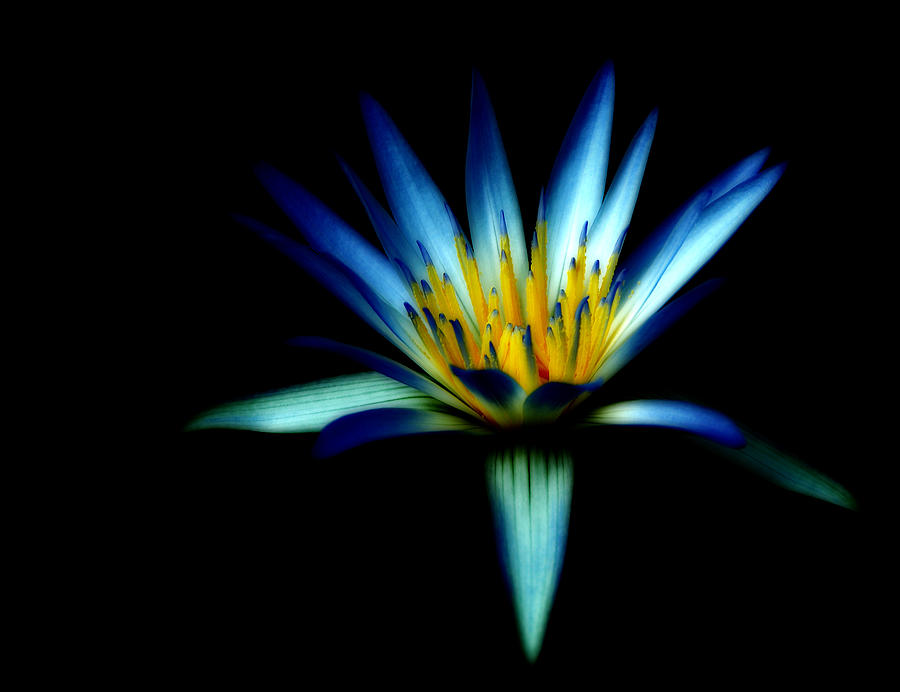 The Blue Lotus of Egypt Photograph by Wayne Sherriff