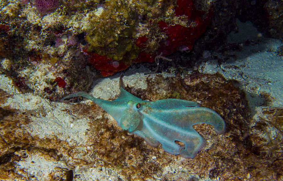 The Blue Octopus Photograph by Matt Swinden