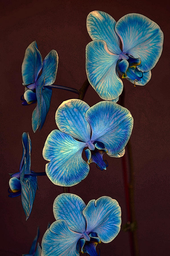 The Blue Orchid Photograph by Dragan Kudjerski