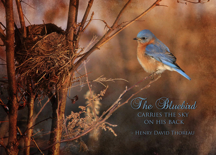 Bluebird Photograph - The Bluebird by Lori Deiter