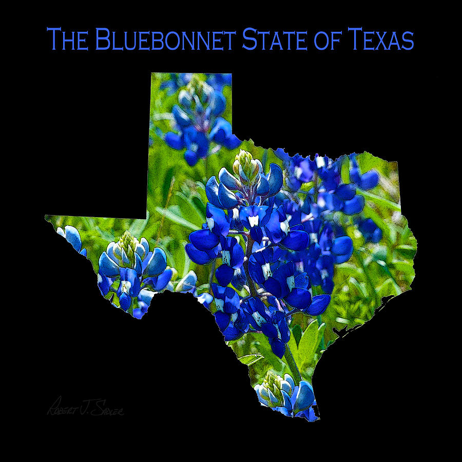 The Bluebonnet State of Texas Photograph by Robert J Sadler