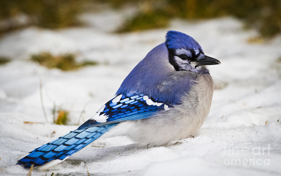 Nature Photograph - The Bluejay by Ricky L Jones