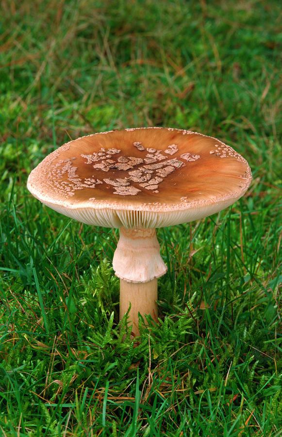 Mushroom Photograph - The Blusher by Nigel Downer