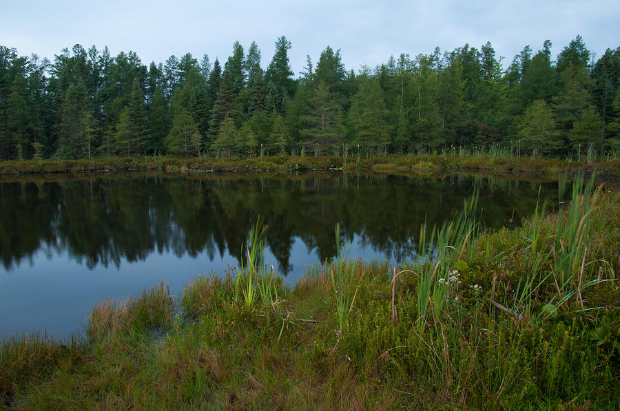 The Bog Photograph by David Jenniskens - Fine Art America