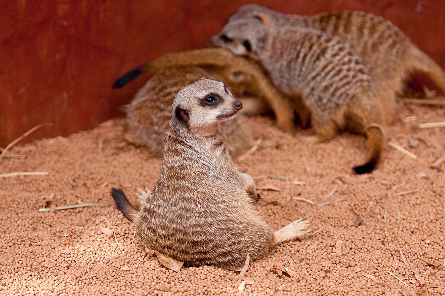Meerkat Photograph - The Bored Babysitter by Michelle Wrighton