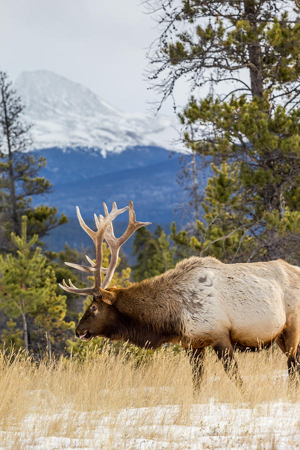 Rocky Mountain Elk Photograph