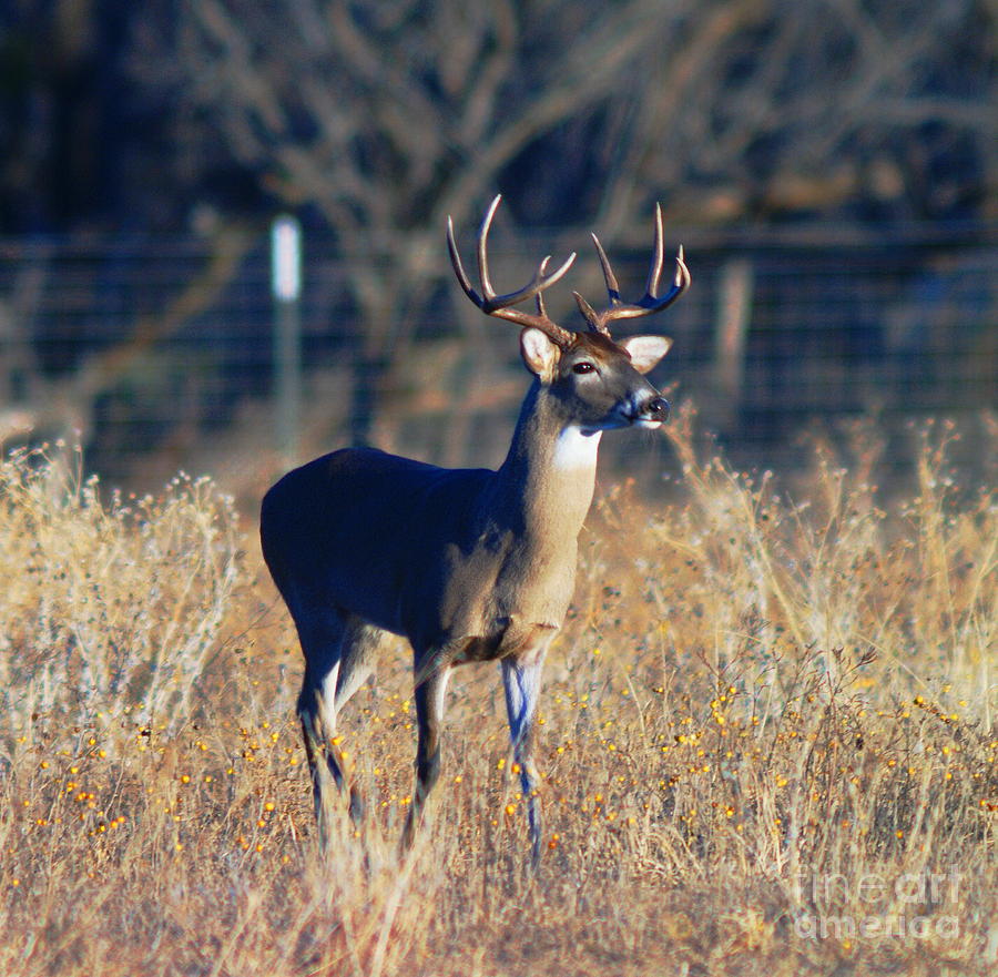 The Boss Photograph by Jeff Waugh | Fine Art America