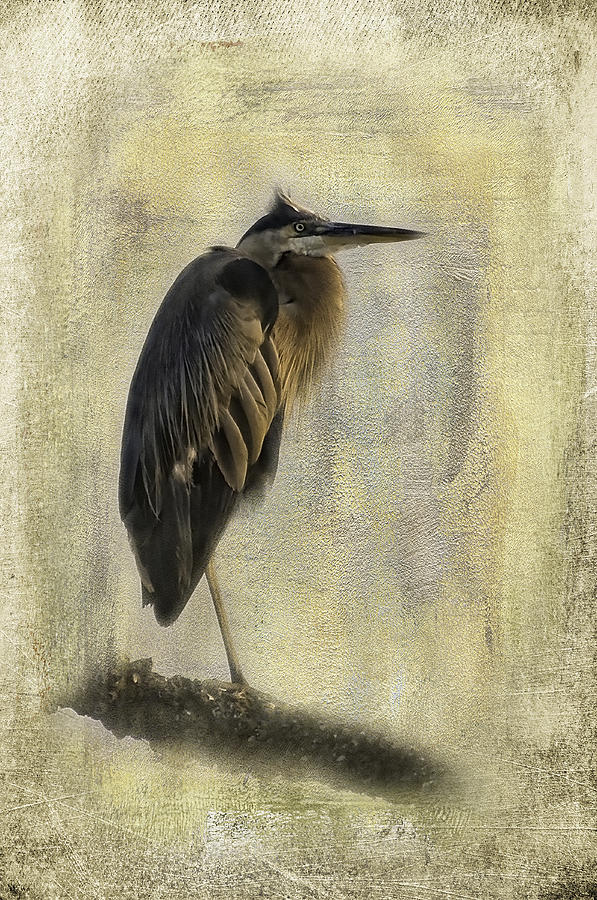 Bird Photograph - The Boss by Melinda Dreyer