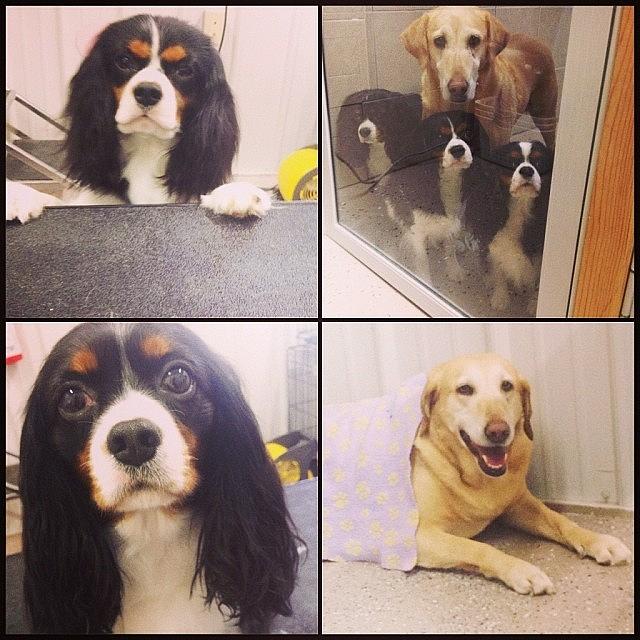 Cavaliers Photograph - The Boss Needed Her Kids Clean by Stephanie Johnson