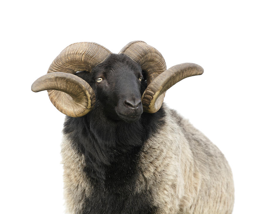 The boss -  Ram with twisted horns isolated on white Photograph by RelaxFoto.de