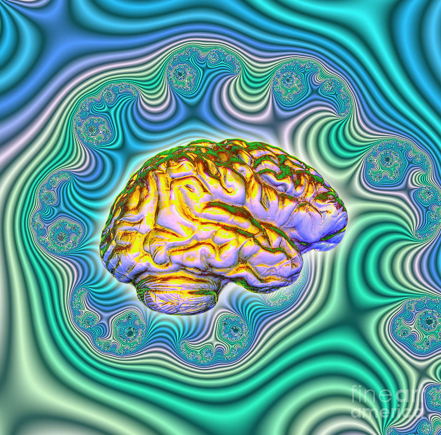 Brain Photograph - The Brain by Dennis D. Potokar