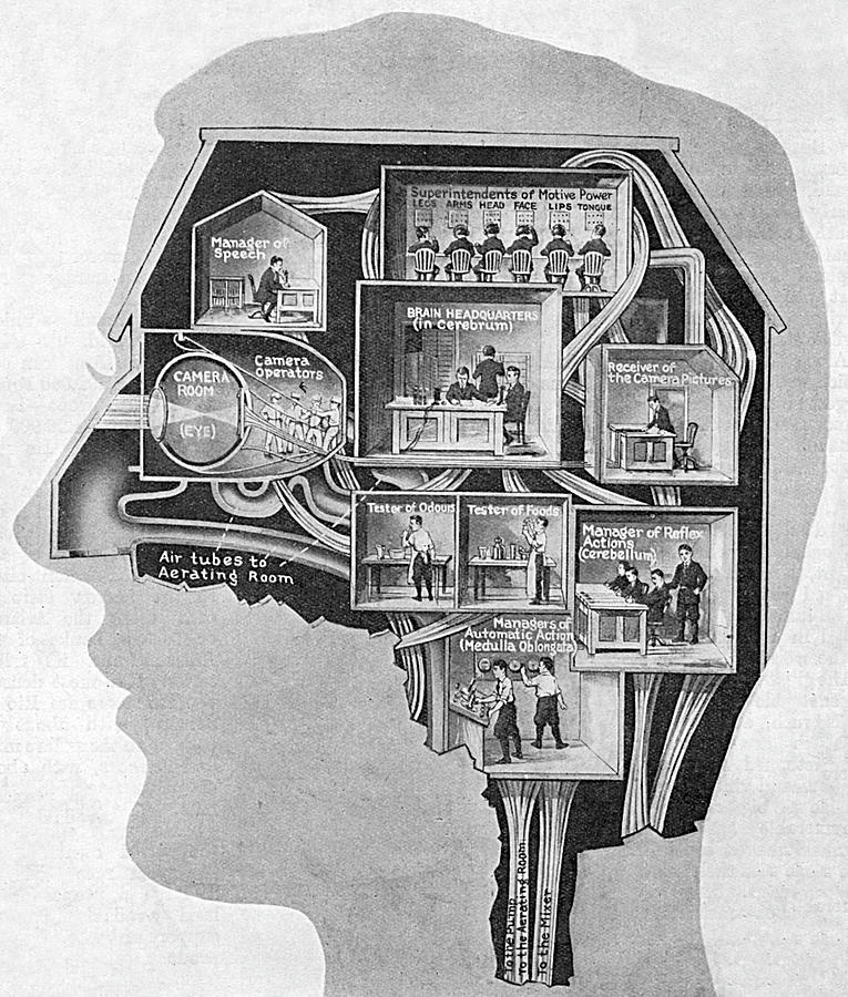 The Brain, Depicted As A Business Drawing by Mary Evans Picture Library ...